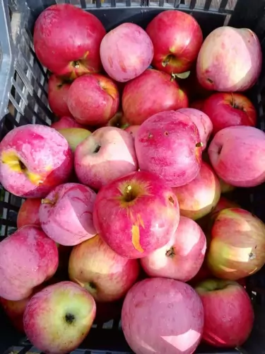 Öko kertészkedés Agrova.