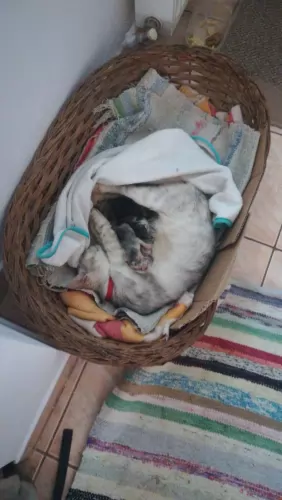 Karantén "mellékhatása#