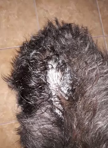 Házi kedvenc - a Biokoma 🙂