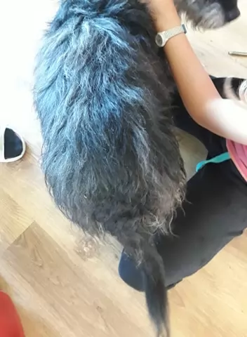 Házi kedvenc - a Biokoma 🙂