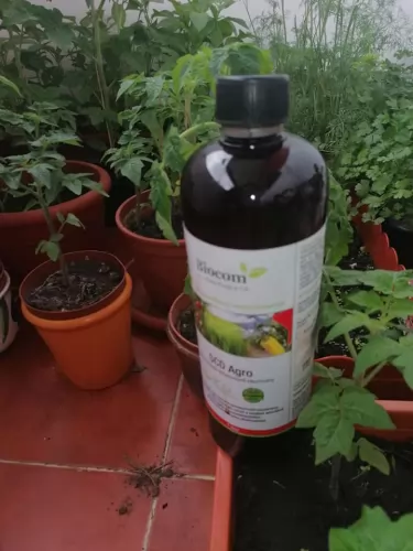 Vegyszermentes kertészkedés a tömbházban