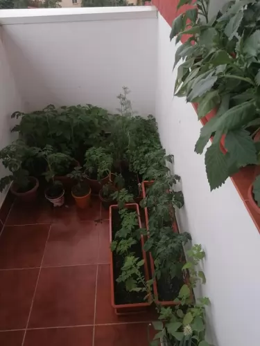 Vegyszermentes kertészkedés a tömbházban