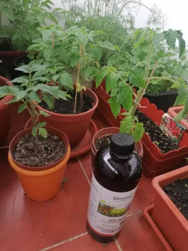 Vegyszermentes kertészkedés a tömbházban