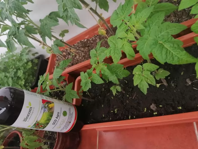 Vegyszermentes kertészkedés a tömbházban