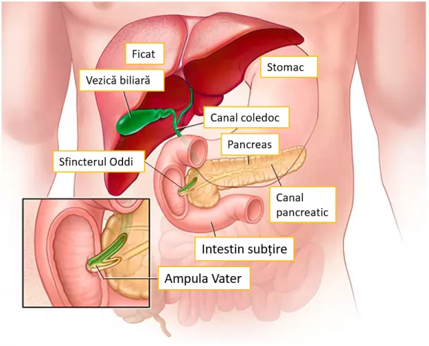 Reg-enor. Descriere detaliată.