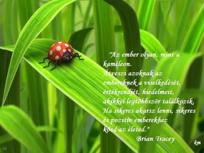 KAPCSOLATI TŐKE 🥰