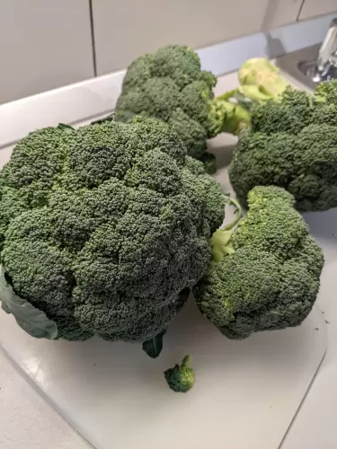 Mert regenorozni jó!