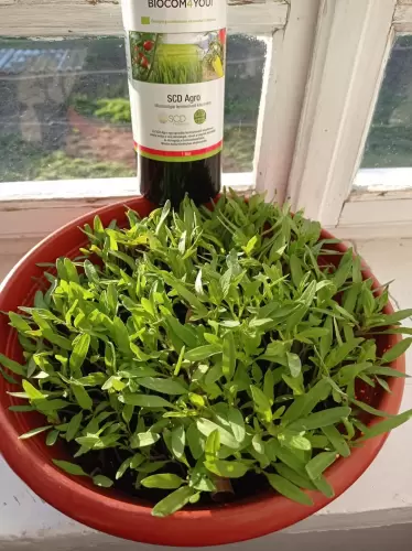 Készen a kiültetésre.