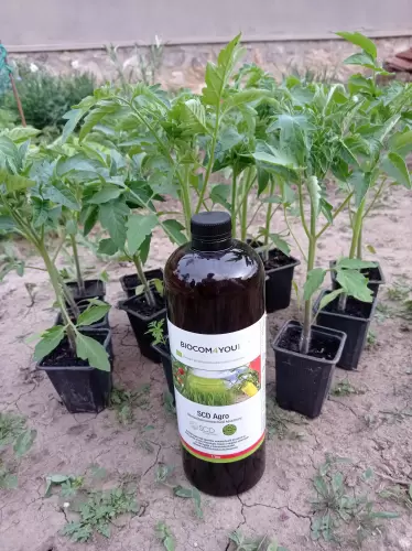 Készen a kiültetésre.