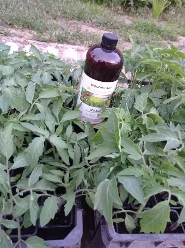 Készen a kiültetésre.