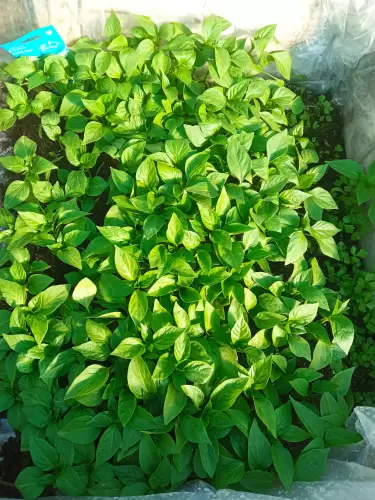 Bio termésnövelő bizonyítja, hogy mire képes🌱