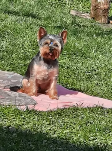 Hàzikedvenceknek is jòl jöhetnek a termékek!