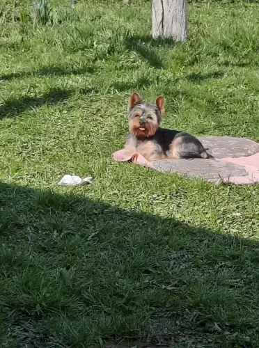 Hàzikedvenceknek is jòl jöhetnek a termékek!