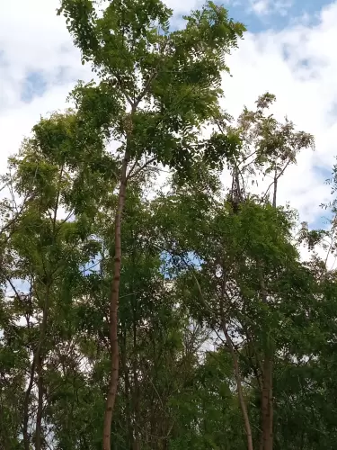Mikor tövis megy a kezedbe