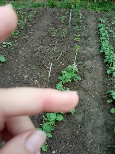 Mikor tövis megy a kezedbe