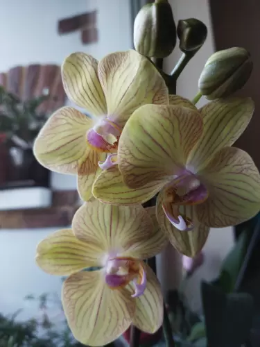 Növények táplálása Agroval