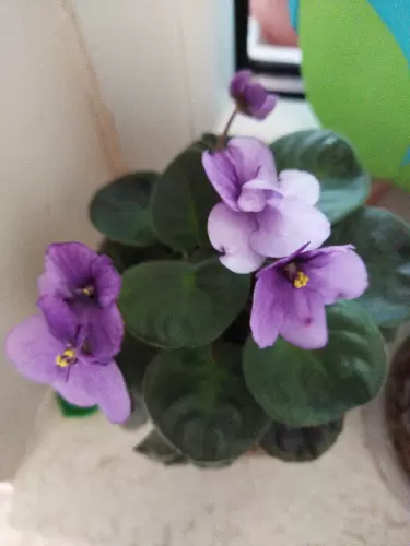 Növények táplálása Agroval