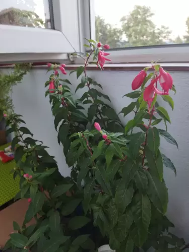 Növények táplálása Agroval