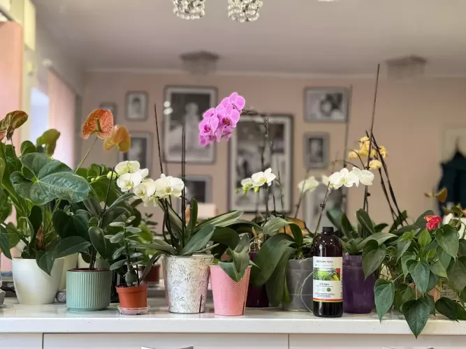 Florile mele zâmbesc fără chimicale , descoperă SCD Agro !