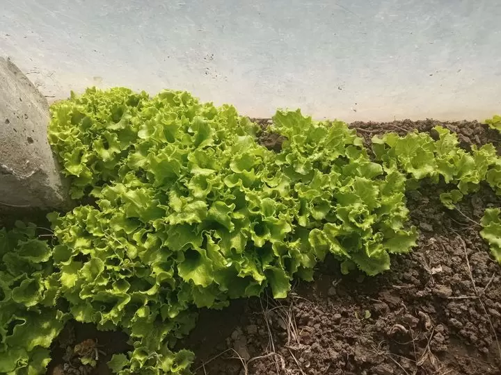 Egészséges és főleg saját termésű saláta a fóliában !