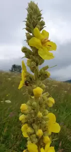 Béltisztítás